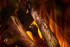 New Forest 870 with Deluxe Real logs в Красноярске